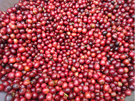 foto Petik Merah